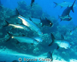 Tarpon seen in Grand Cayman August 2008.  Photo taken wit... by Bonnie Conley 